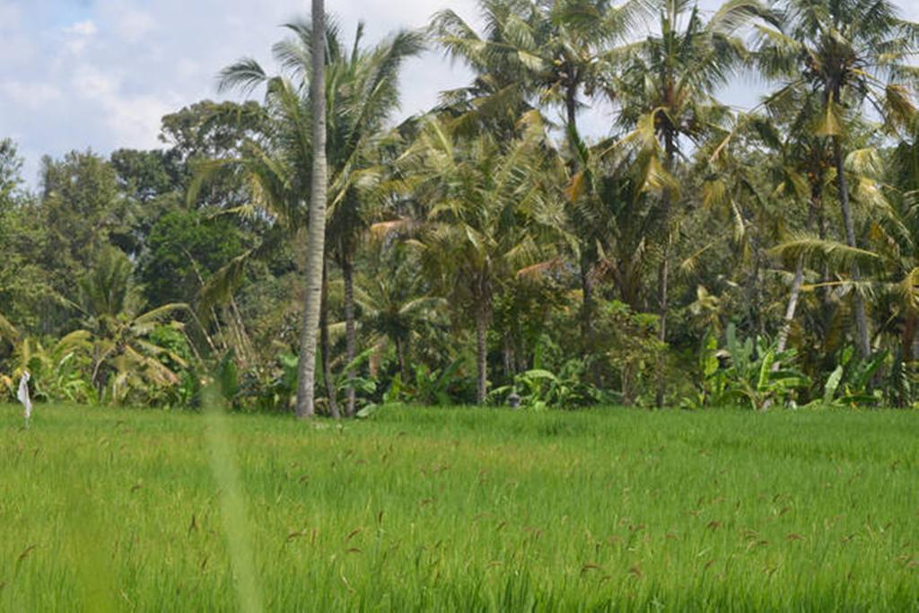 Villa Nyoman Ubud Exterior foto